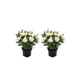 Gardenbox Yediveren Yoğun Kokulu Beyaz Gül, 2 Adet, 35-65 cm, Saksılı Bahçe Bitkisi