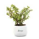 Gardenbox Yenilebilir Para Yeşim Bitkisi, 15-30 cm, Saksılı, Salon Ofis Çiçeği