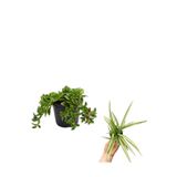 Gardenbox Yer Örtücü Buz Çiçeği + Kurdela Çiçeği, 5-15 cm, Saksılı, Dış Mekan Bitkileri, 2'li Set