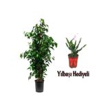 Gardenbox Yeşil Benjamin Bitkisi, 80-100 cm, Saksılı, Yılbaşı Çiçeği Hediyeli, İç Mekan Ev Bitkisi