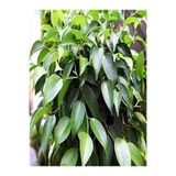 Gardenbox Yeşil Benjamin Çiçeği, 70-100 cm, Saksılı, Ficus Benjamina, İç Mekan Bitkileri