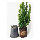 Gardenbox Yeşil Çıtır Taflan Çiçeği Fidanı, 20-40 cm, Saksılı, Çit Bitkisi (Prunus Laurocerasus)
