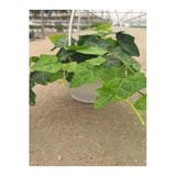Gardenbox Yeşil Hedera Askılı Saksılı Sarmaşık Bitkisi, 20-40 cm, Salon Bitkisi