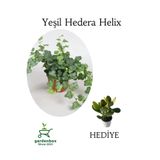 Gardenbox Yeşil Hedera Helix Ağaç Sarmaşığı, 30-50 cm, Saksılı, Para Yeşim Çiçeği Hediye