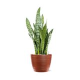 Gardenbox Yeşil Kılıç, 20-40 cm, Paşa Kılıcı Saksı Çiçeği, İç Mekan Bitkileri