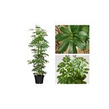 Gardenbox Yeşil Şeflera Tek Dallı Salon Bitkisi, Schefflera, 70-80 cm, İç Mekan Bitkisi