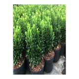 Gardenbox Yeşil Taflan Çiçeği Fidanı, 30-60cm, Tüplü, Euonymus Japonicus