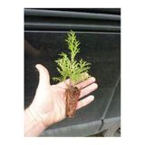 Gardenbox Yeşil Yapraklı Leylandi Çam Ağacı Fidanı, 10 Adet, 10-20cm, Bahçe Peyzaj Fidanı