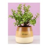 Gardenbox Yeşim Para Bitkisi, Saksılı, 15-30 cm, Yenilebilir, İç Mekan Çiçeği