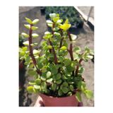 Gardenbox Yeşim (Para) Çiçeği, 10-20 cm, 5.5 Saksıda, İç Mekan Bitkisi