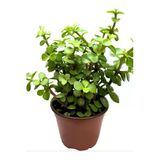 Gardenbox Yeşim Para Çiçeği (Portulacaria afra) 20-30 cm Saksılı Yenilebilir Ofis Bitkisi