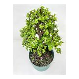 Gardenbox Yeşim Para Çiçeği (Portulacaria afra) Yenilebilir Saksılı, 20-30cm