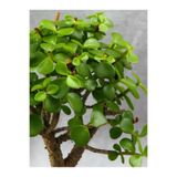 Gardenbox Yeşim Para Çiçeği Saksılı İç Mekan Bitkisi, Portulacaria Afra, Yeşil, 20-30 cm