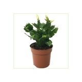 Gardenbox Yılbaşı Çiçeği, Terracotta Saksıda, Canlı İç Mekan Bitkisi