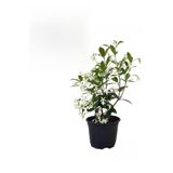 Gardenbox Yoğun Kokulu Arap Yasemin Çiçeği, Saksılı, 30-60 cm, Yaprak Güzeli ile Birlikte