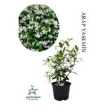 Gardenbox Yoğun Kokulu Arap Yasemini Çiçeği, Saksılı, 30-60cm, Beyaz Çiçek