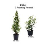 Gardenbox Yoğun Kokulu Arap Yasemini Fidanı, 2'li Bahçe Peyzaj Seti, Çok Renkli