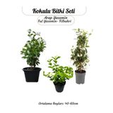 Gardenbox Yoğun Kokulu Bahçe Çiçeği Seti, Ful Yasemin, Arap Yasemin, Filbahri Çiçeği, 40-60 cm