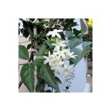 Gardenbox Yoğun Kokulu Ful Yasemin Çiçeği, 40-80 cm, Saksılı/Tüplü, Dış Mekan Bitkileri, Çok Renkli