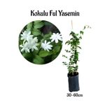 Gardenbox Yoğun Kokulu Ful Yasemin Çiçeği Sarmaşık Bitki 30-50cm(Jasminum grandiflorum)
