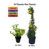 Gardenbox Yoğun Kokulu Ful Yasemin Fidanı + Sarı Yasemin Fidanı 2'li Kokulu Bahçe Peyzaj Seti