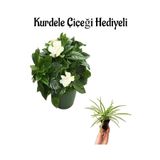 Gardenbox Yoğun Kokulu Gardenya Çiçeği, Beyaz, Kurdele Hediyeli