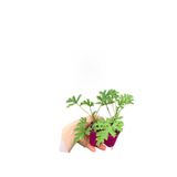 Gardenbox Yoğun Kokulu Itır Çiçeği Bitkisi, 10-20 cm, 2 Adet Saksılı Dış Mekan Bitkisi, Çok Renkli