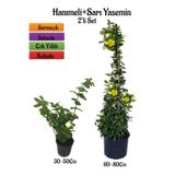 Gardenbox Yoğun Kokulu Katmerli Ful Yasemin Fidanı+ Sarı Yasemin Fidanı 2'li Kokulu Peyzaj Seti