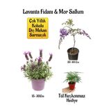 Gardenbox Yoğun Kokulu Lavanta, Mor Salkım Ağacı Fidanı, Tül Kuşkonmaz Hediyeli Bahçe Seti