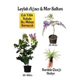 Gardenbox Yoğun Kokulu Leylak Ağacı Fidanı, Mor Salkım Ağacı Fidanı, Kurdele Çiçeği Hediyeli Peyzaj Seti, Çok Renkli