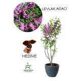 Gardenbox Yoğun Kokulu Leylak Çiçeği Fidanı 1 ADET Saksılı (40-60Cm)+Yaprak Güzeli