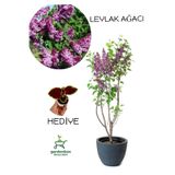 Gardenbox Yoğun Kokulu Leylak Çiçeği Fidanı, 40-60 cm, Saksılı, Yaprak Güzeli Bitkisi ile Birlikte