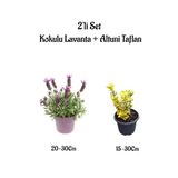 Gardenbox Yoğun Kokulu Mor Lavanta Fidanı + Altuni Taflan Çit Bitkisi 2'li Set, 20-30cm, Çok Renkli