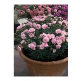 Gardenbox Yoğun Kokulu Şeker Pembe Karanfil Çiçeği Bodur Tür 15-25cm Pink Dianthus
