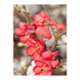 Gardenbox Yörük Gelini Fidanı, Kırmızı Çiçekli, Saksılı Tüplü, 35-65cm, Japanese Quince