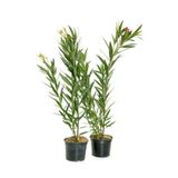 Gardenbox Zakkum Fidanı, 2 Adet, Pembe-Beyaz, Saksılı, 70-100 cm, Dış Mekan
