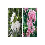 Gardenbox Zakkum Fidanı Paketi, 10'lu Set, Beyaz-Pembe Renk, 40-50 cm Boy