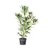 Gardenbox Zakkum Fidanı, Pembe, 70-100 cm, Saksılı, Dış Mekan