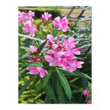 Gardenbox Zakkum Fidanı Pembe Renkli, 10-15 cm, Tüplü, 1 Adet, Dış Mekan Bitkisi