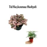 Gardenbox Zarif Yapraklı Pembe Hostes Çiçeği, Tül Kuşkonmaz Hediyeli