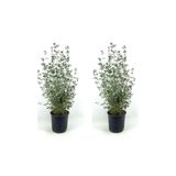 Gardenbox Zeytin Çalısı Fidanı, 2 Adet, 40-60 cm, Saksılı, Olive Bush