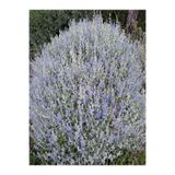 Gardenbox Zeytin Çalısı Fidanı 60-80cm Saksılı, Olive Bush