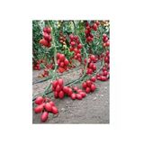 Gardenbox Zeytin Cherry Domates Tohumu, 25+ Tohum