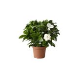 Gardenia Jasminoides Kokulu Gardenya Ev Ve Ofis Bitkisi