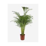 gardenkoala Areka Palmiyesi – Dypsis lutescens 21 cm Saksı