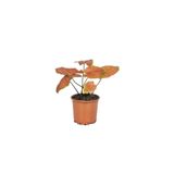 gardenkoala Caladium – Renkli Yapraklı Bitki – İkili (2 Köklü) – 12 cm Saksı