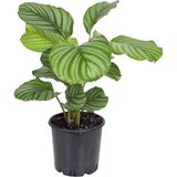 gardenkoala Calathea orbifolia – Desenli Yapraklı Salon Bitkisi – 17 cm Saksı