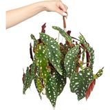 gardenkoala Çilli Begonya – Begonia maculata Askılı – 15 cm Saksı