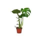 Gardenkoala Deve Tabanı Bitkisi – Monstera Deliciosa 12 cm Saksı