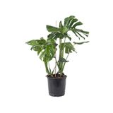 gardenkoala Deve Tabanı Bitkisi – Monstera deliciosa 21 cm Saksı